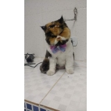 onde encontro consulta veterinário gato São Caetano do Sul
